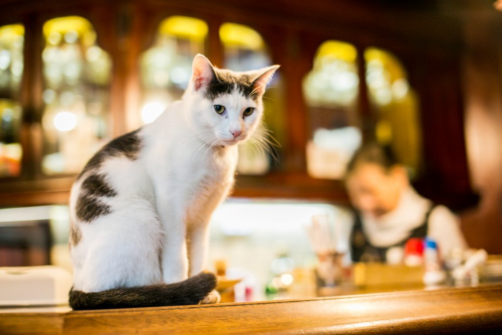究極のいやしを求めて 猫たちが暮らすお店 総集編 煩悩バンザイ 石川県がもっと愉しくなるweb マガジン ボンノ