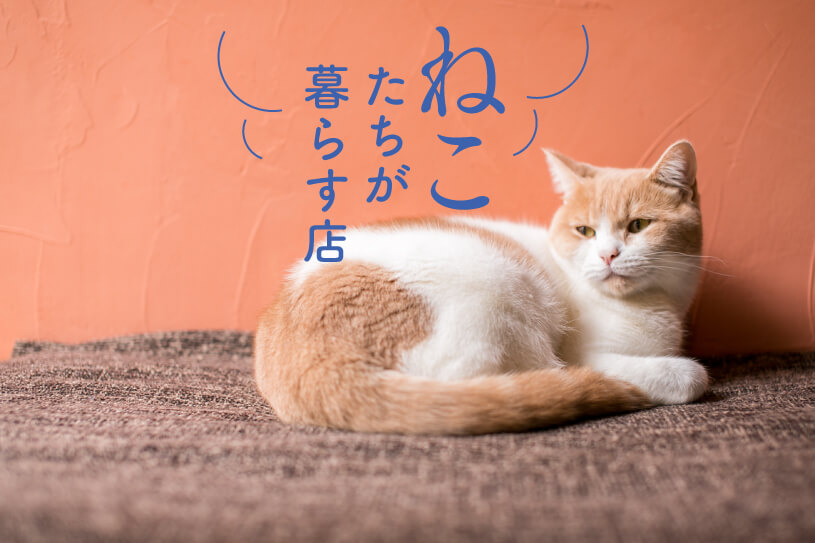 究極のいやしを求めて 猫たちが暮らすお店 総集編 煩悩バンザイ 石川県がもっと愉しくなるweb マガジン ボンノ